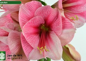 hippeastrum Purple Rain (2)